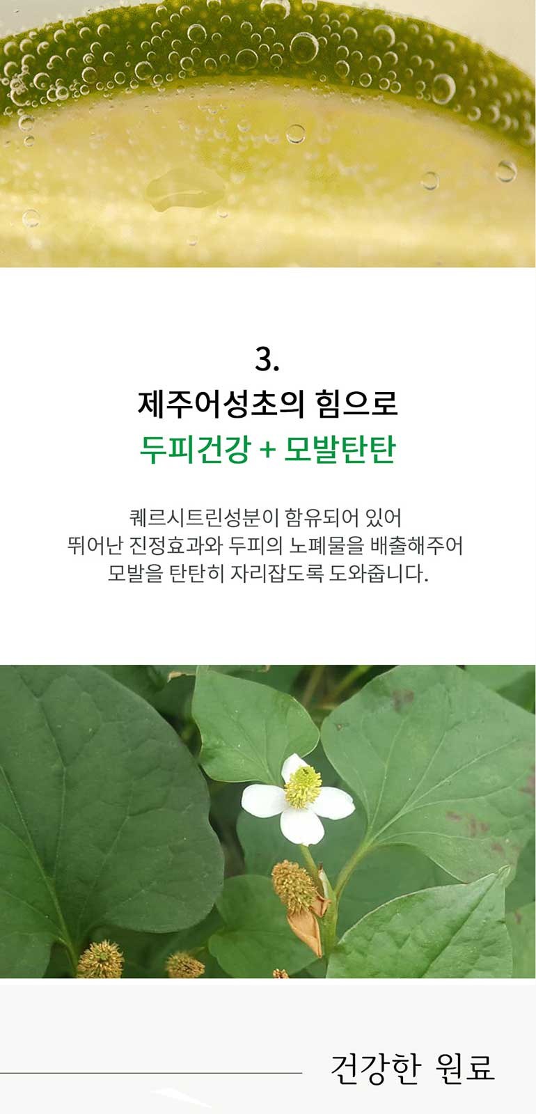 맨도롱제주 굿즈 텀블러 헤어케어세트 텀블러 210ml+샴푸300ml+트리트먼트300ml 상세 이미지